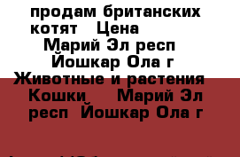 продам британских котят › Цена ­ 1 500 - Марий Эл респ., Йошкар-Ола г. Животные и растения » Кошки   . Марий Эл респ.,Йошкар-Ола г.